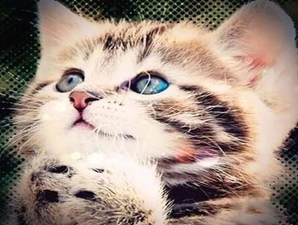 Набор для творчества со стразами на подрамнике Мой друг 30х40 см Діамантові ручки 