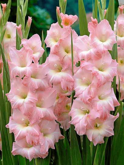 Бульбоцибулина гладіолуса Роуз Сюпрім 3 шт. 