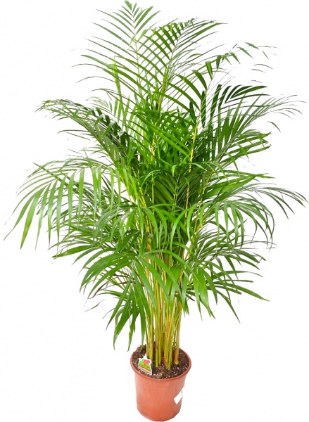 Растение Арека d17/h65