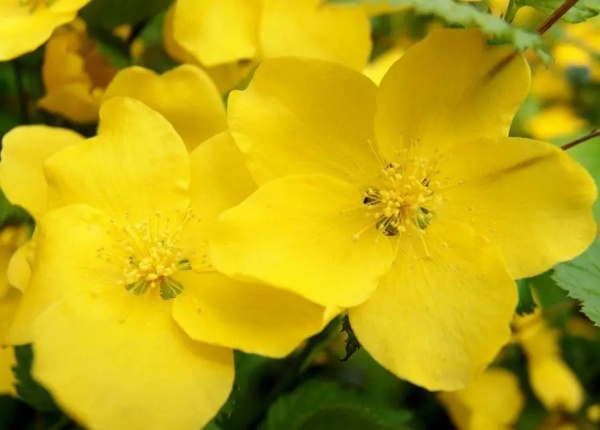 Растение Керрия японская Голден Гвинеа/Kerria japonica 'Golden Guinea' С1/Н 30-50