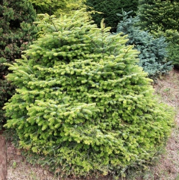 Растение Пихта нордмана / Abies nordmaniana Barabits Compact, С5
