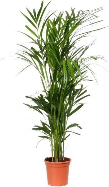 Растение Пальма Арека 19х100 см