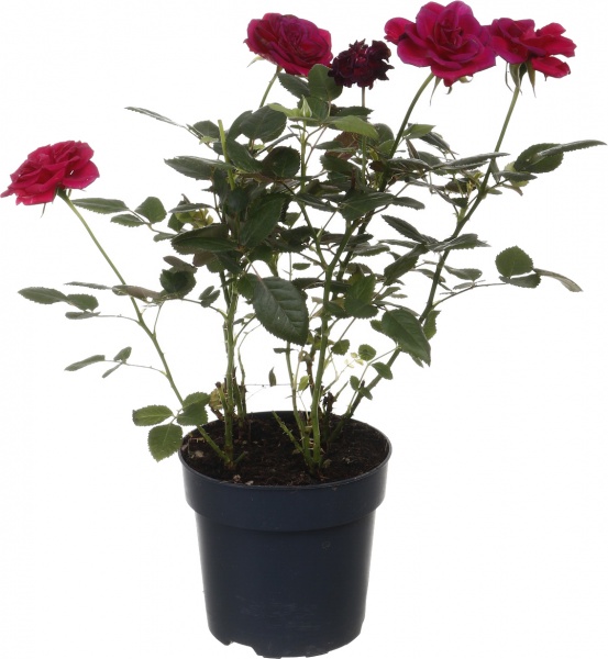 Рослина кімнатна Троянда Парад мікс 10/25