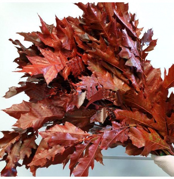 Листья дуба крашеные красные 80 см срез 1 шт.