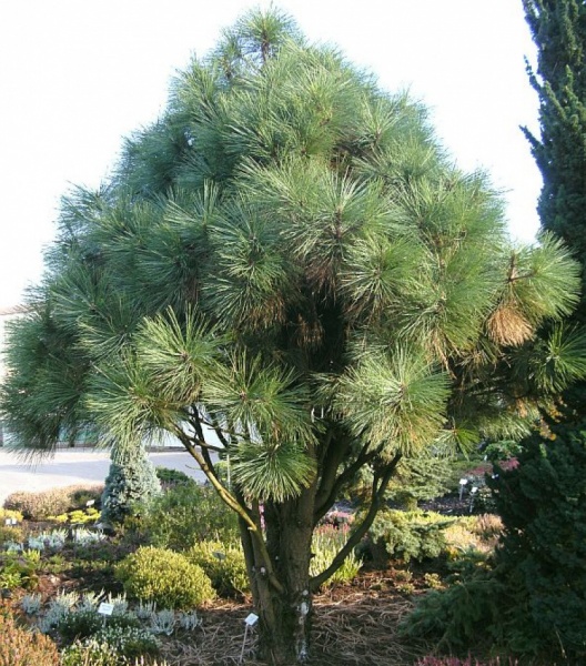 Растение Сосна джеффрея / Pinus jeffreyi Joppi, С10 Ра 80-100