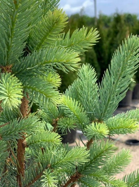 Ель колючая / Picea pungens Iseli Fastigiate С45 Н140-160