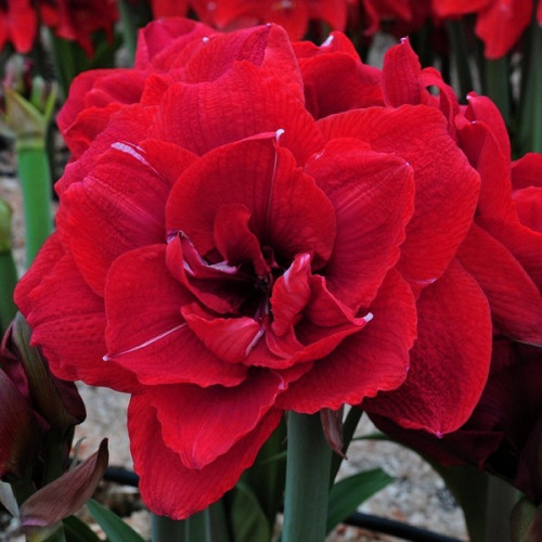 Луковица Яскрава Гиппеаструм махровый Cherry Nymph 