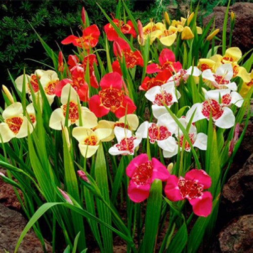 Луковица Яскрава Тигридия смесь 5 шт. 