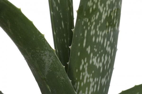 Растение комнатное Алоэ 14х35 см