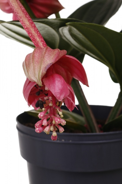 Рослина кімнатна Медінелла 14/30