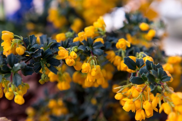 Растение Барбарис Дарвина Компакта/Berberis darwinii 'Compacta' С2