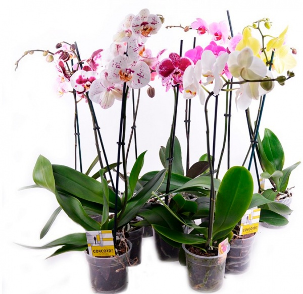 Рослина кімнатна Фаленопсис 2-4 гілки 12х50+ см