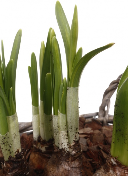 Растение комнатное Корзина Гиацинт 1 + Нарцисс 3 круг две ручки