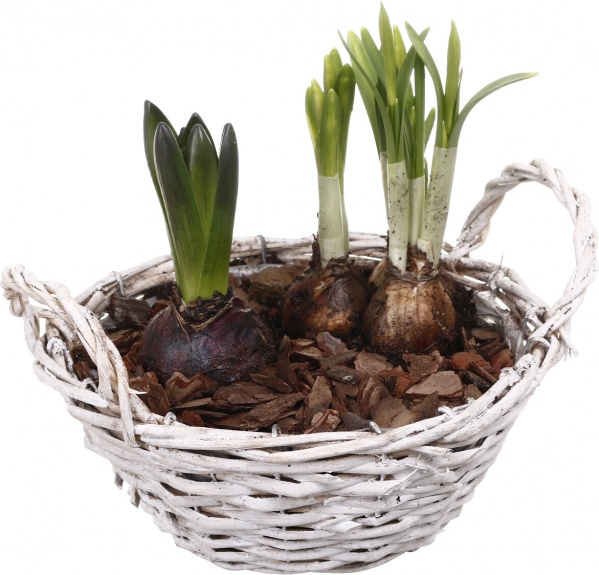 Растение комнатное Корзина Гиацинт 1 + Нарцисс 3 круг две ручки