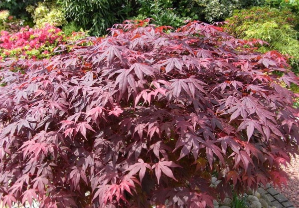 Растение Клен сорти микс d15/h40