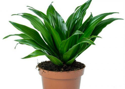 Рослина кімнатна Драцена Compacta без стовбура d9/h20