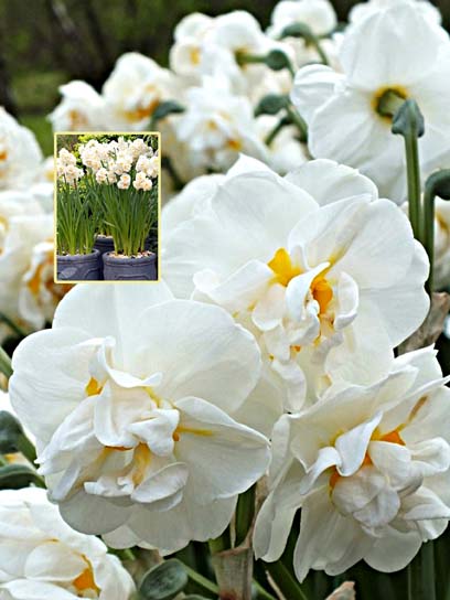 Луковица нарцисса махрового Бридал Кроун 3 шт. 