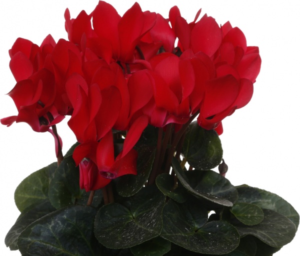 Растение комнатное Цикламен микс d10/h20