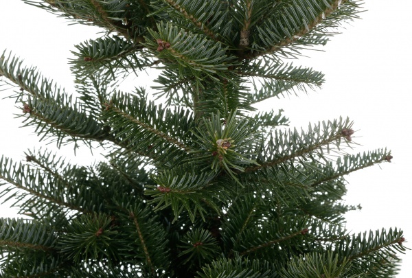 Ель колючая Picea pungens var. Glauca Majestic