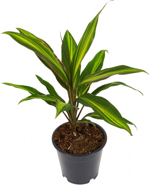 Рослина кімнатна Кордиліна Green Star 24/100