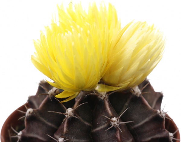 Растение комнатное Кактус с искусственным цветком 5х10 см