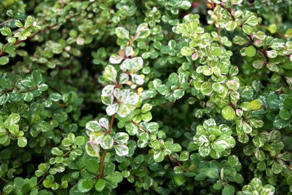 Растение Барбарис Тунберга Келлерис / Berberis Thunbergii Kelleriis C3 / H15-20