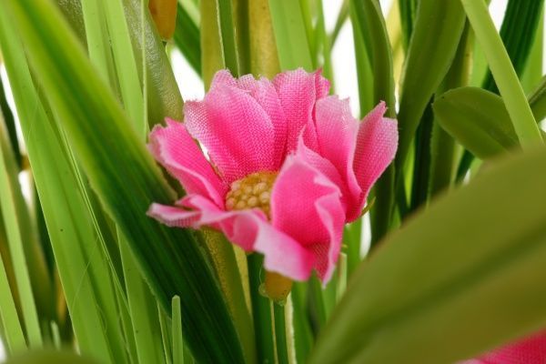 Композиция Cноп 60 см Koopman