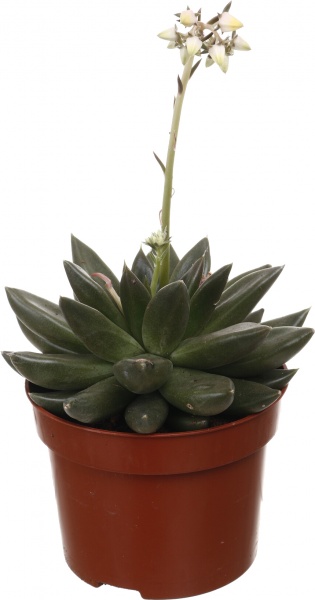 Рослина кімнатна Ехеверія мікс 10х15 см