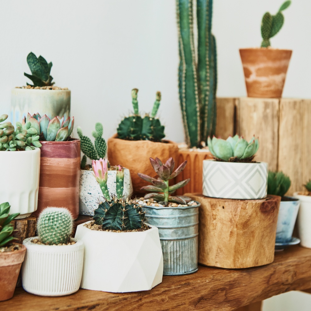 Субстрат Biovita для какутсов 5 л