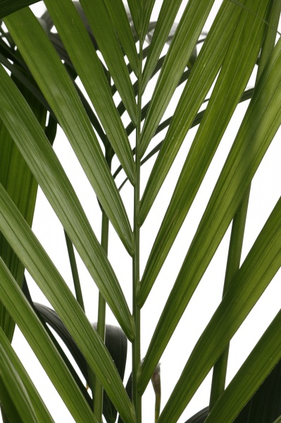 Рослина кімнатна Ховея 24/160