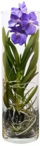 Рослина ванда Cilindervaas в асортименті 30 см