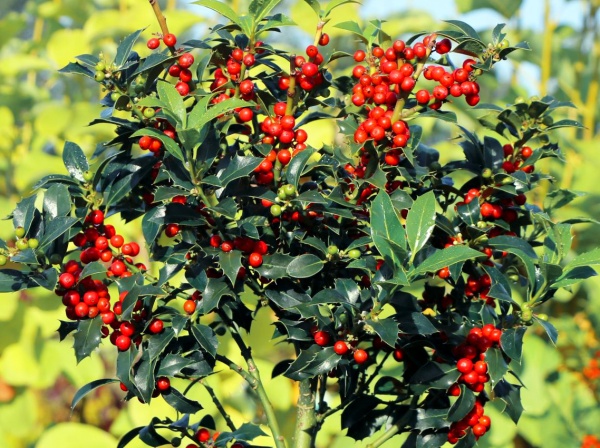 Рослина Падуб гостролистий P9