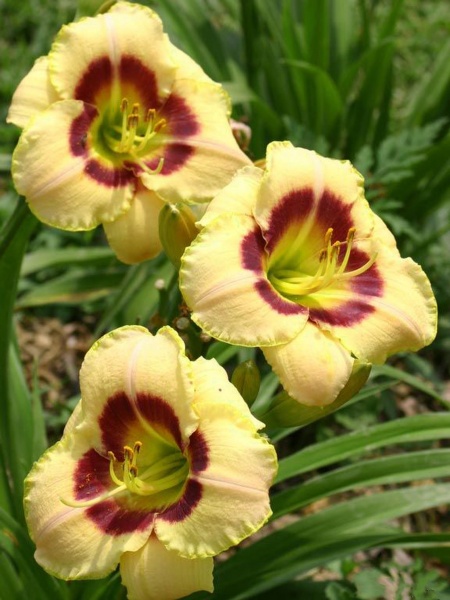 Корневище лилейника Кастад Канди 1 шт. 