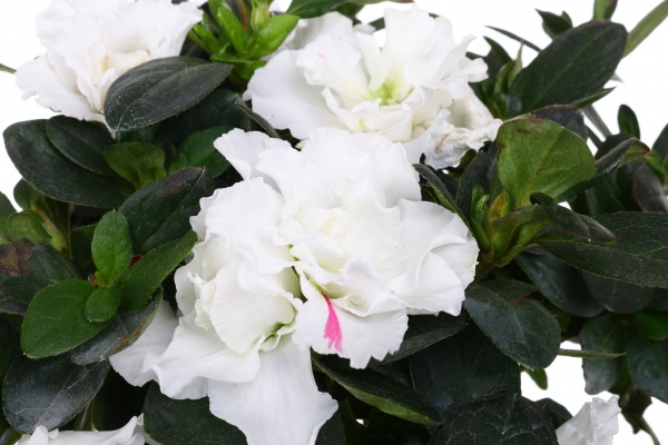 Растение комнатное Азалия на штамбе 14x55 см