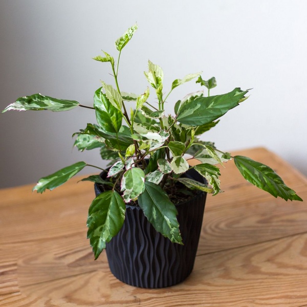 Растение Гибискус Variegata d12/h30