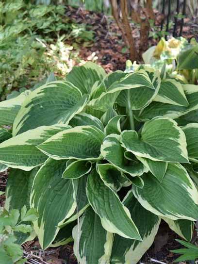 Корневище Heemskerk Vasteplanten B.V. хосты Антиох 1 шт. 