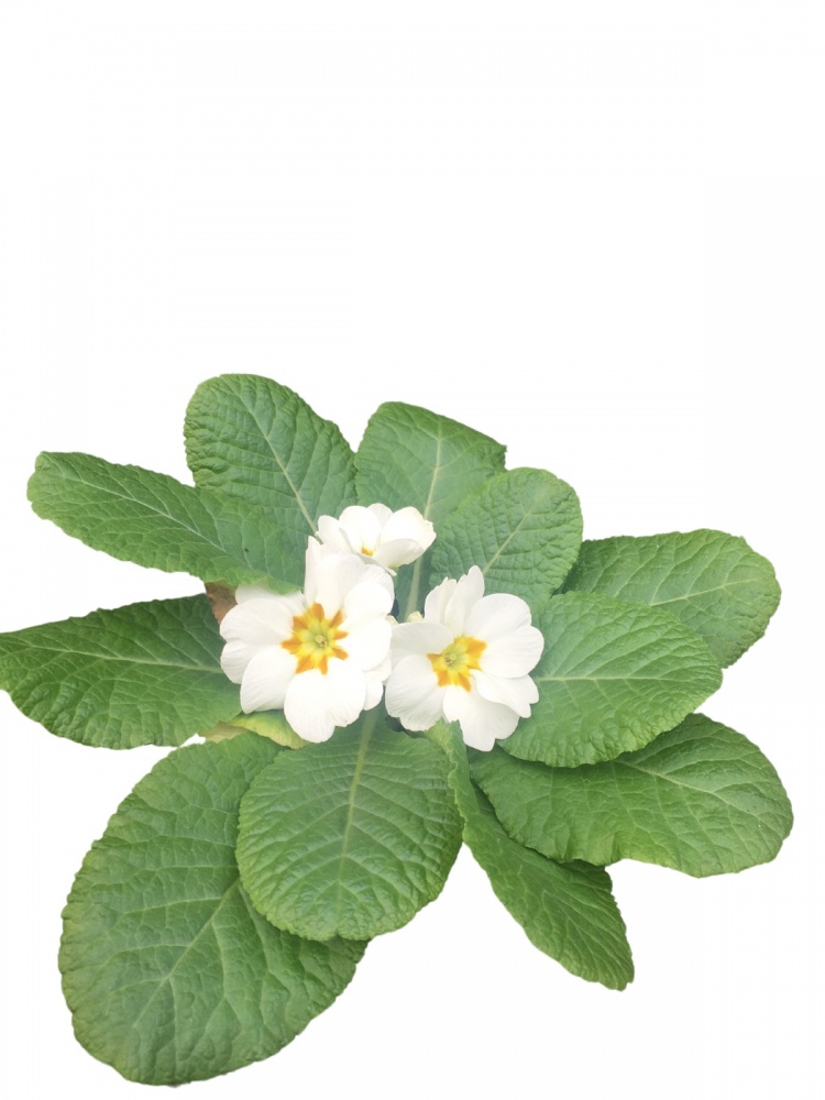 Растение комнатное Примула вульгарис