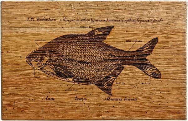 Картина Fish-Point тріптіх 