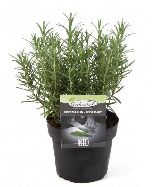 Рослина Розмарин 9х20 см