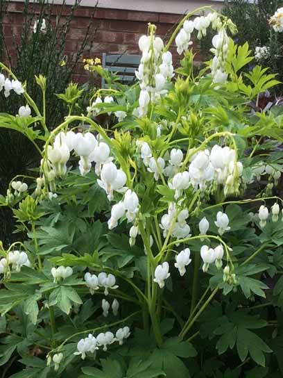 Корневище дицентры Спектабилис белая 1 шт. 