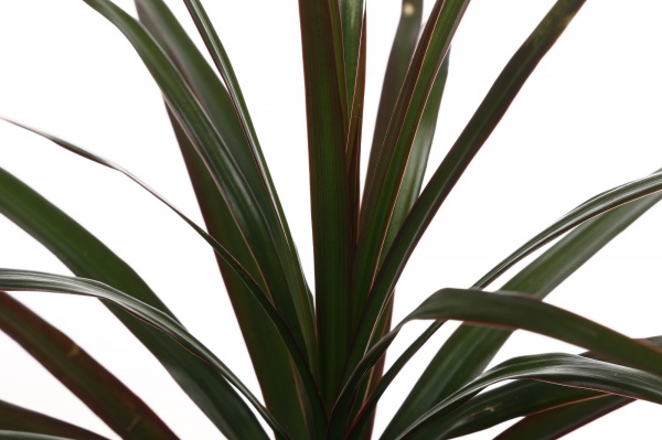 Рослина кімнатна Драцена біколор 9/30