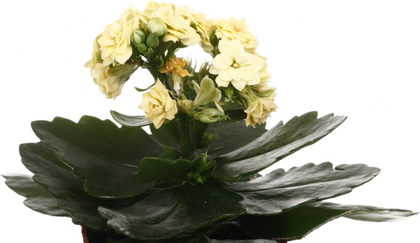 Растение комнатное Каланхоэ Розалин микс (7/15)