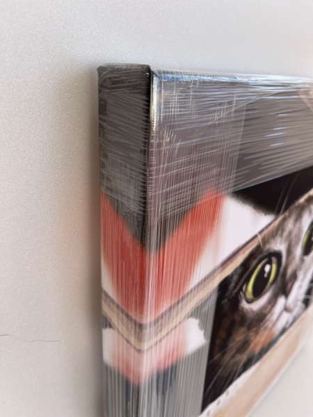 Репродукция Серый кот смешной 35x35 см Арт Фемелі 