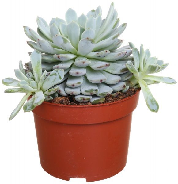 Рослина Сукулент мікс 10/12