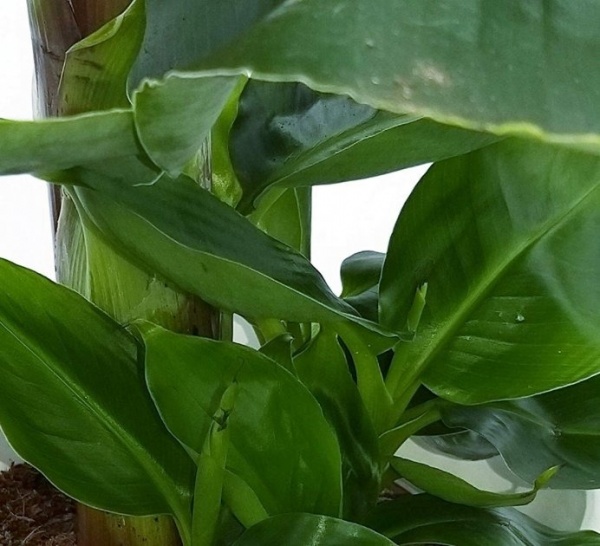 Рослина Банан 24/90