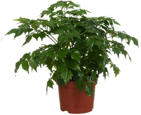 Рослина Радермахера 12/25