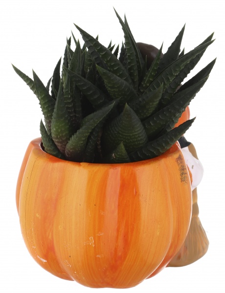 Суккулент в горшке хелоуин 6/12