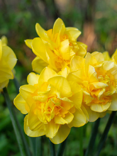 Луковица нарцисса Шерборн 3 шт. TUBERBULB Export B.V.