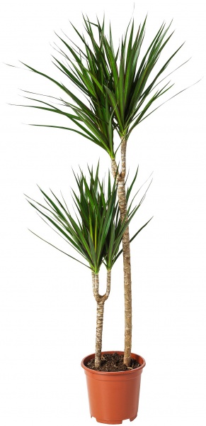 Растение Драцена Маржината 1 ствол 11/40