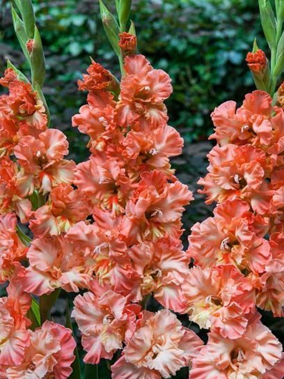 Бульбоцибулина гладіолуса Календар Фрізл 3 шт. 